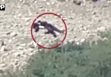 سیکیورٹی فورسز کی انٹیلی جنس بنیادوں پر کارروائی جاری،27 دہشت گرد ہلاک