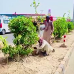 ہارٹی کلچر ایجنسی ملتان نے مزید 10 ہزار پودوں اور درختوں کی شجرکاری مکمل کرلی
