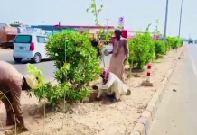 ہارٹی کلچر ایجنسی ملتان نے مزید 10 ہزار پودوں اور درختوں کی شجرکاری مکمل کرلی