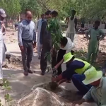 قبرستانوں میں 4 ہزار سے زائد سایہ دار درخت لگانے کا فیصلہ