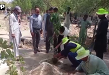 قبرستانوں میں 4 ہزار سے زائد سایہ دار درخت لگانے کا فیصلہ